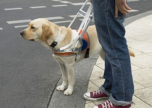 Правительство расширило обеспечение инвалидов собаками-поводырями